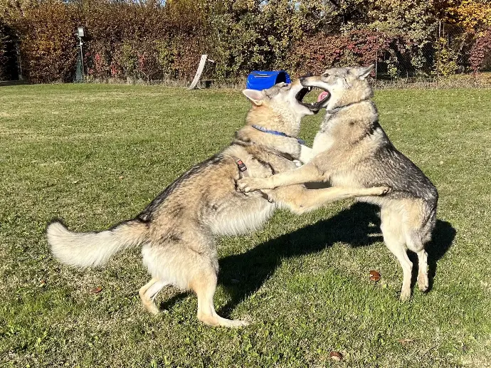 Rieducazione e problemi comportamentali